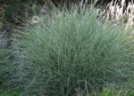 Miskant chiński 'Morning Light' - Miscanthus sinensis 'Morning Light' - Image 4