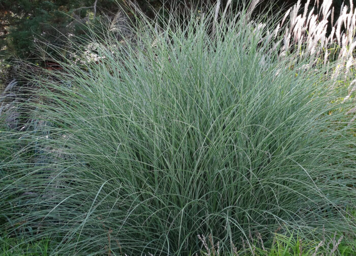 Miskant chiński 'Morning Light' - Miscanthus sinensis 'Morning Light' - Image 4
