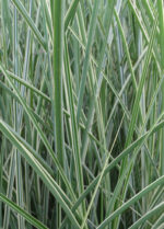 Miskant chiński 'Morning Light' - Miscanthus sinensis 'Morning Light' - Image 5