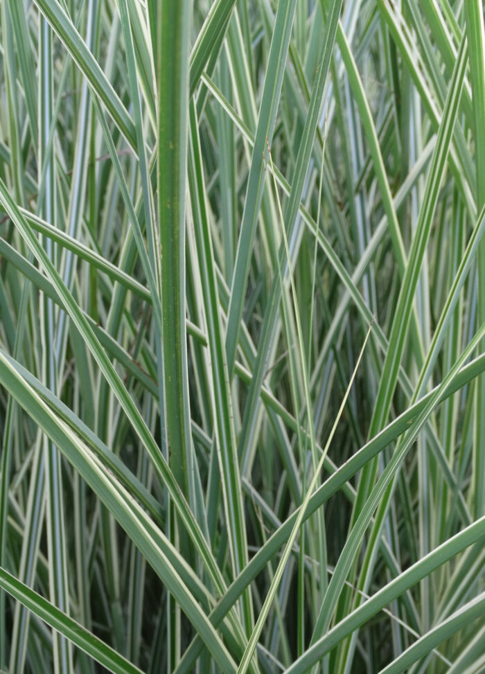 Miskant chiński 'Morning Light' - Miscanthus sinensis 'Morning Light' - Image 5