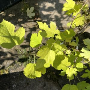 Morwa 'Illinois Everbearing' - Morus 'Illinois Everbearing'