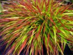 Hakonechloa smukła 'Mulled Wine' - Hakonechloa macra 'Mulled Wine'