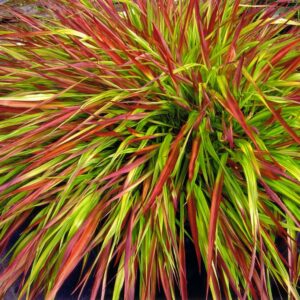 Hakonechloa smukła 'Mulled Wine' - Hakonechloa macra 'Mulled Wine'