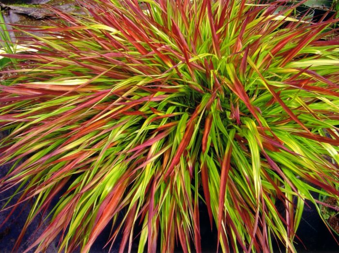 Hakonechloa smukła 'Mulled Wine' - Hakonechloa macra 'Mulled Wine' - obrazek 1