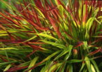 Hakonechloa smukła 'Mulled Wine' - Hakonechloa macra 'Mulled Wine' - obrazek 2