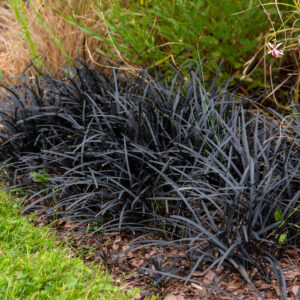 Konwalnik płaskopędowy - Ophiopogon planiscapus var. nigrescens