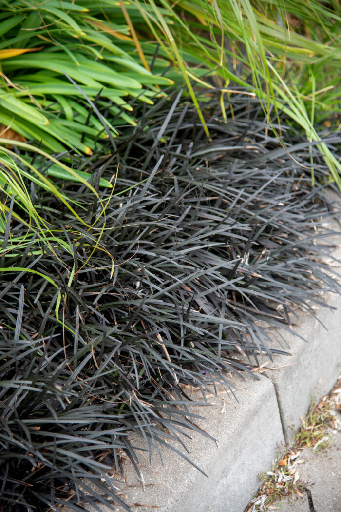 Konwalnik płaskopędowy - Ophiopogon planiscapus var. nigrescens - obrazek 2