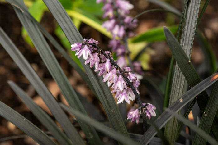 Konwalnik płaskopędowy - Ophiopogon planiscapus var. nigrescens - obrazek 4