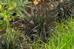 Konwalnik płaskopędowy - Ophiopogon planiscapus var. nigrescens - obrazek 5