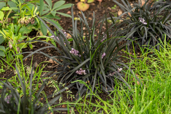 Konwalnik płaskopędowy - Ophiopogon planiscapus var. nigrescens - obrazek 5