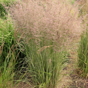 Trzcinnik ostrokwiatowy 'Overdam' - Calamagrostis ×acutiflora 'Overdam'