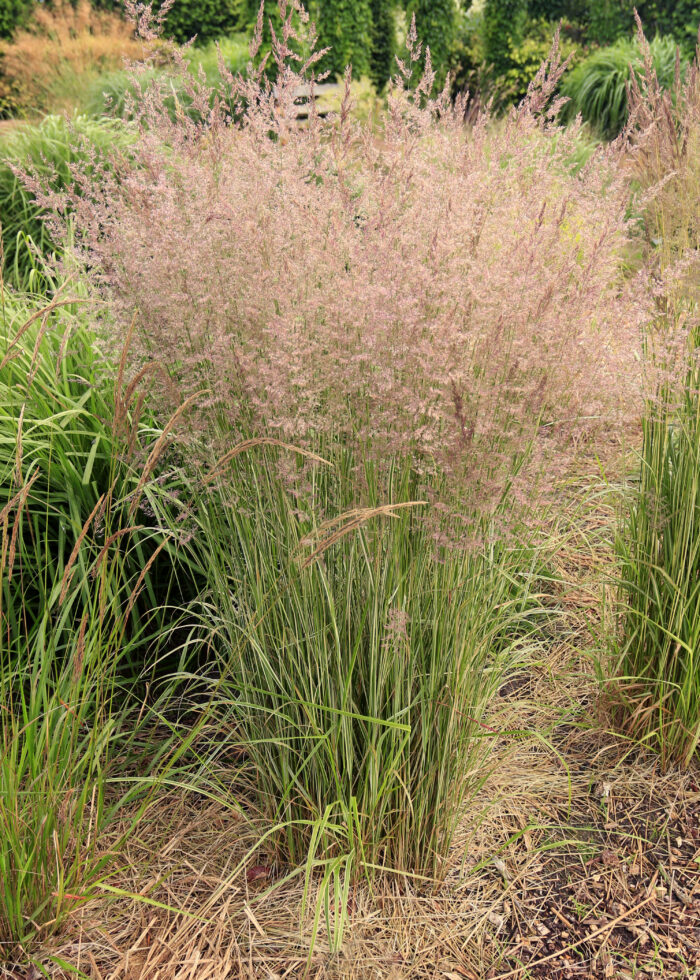 Trzcinnik ostrokwiatowy 'Overdam' - Calamagrostis ×acutiflora 'Overdam' - obrazek 1