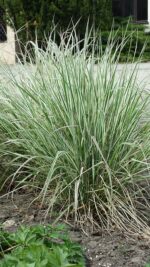 Trzcinnik ostrokwiatowy 'Overdam' - Calamagrostis ×acutiflora 'Overdam' - obrazek 2