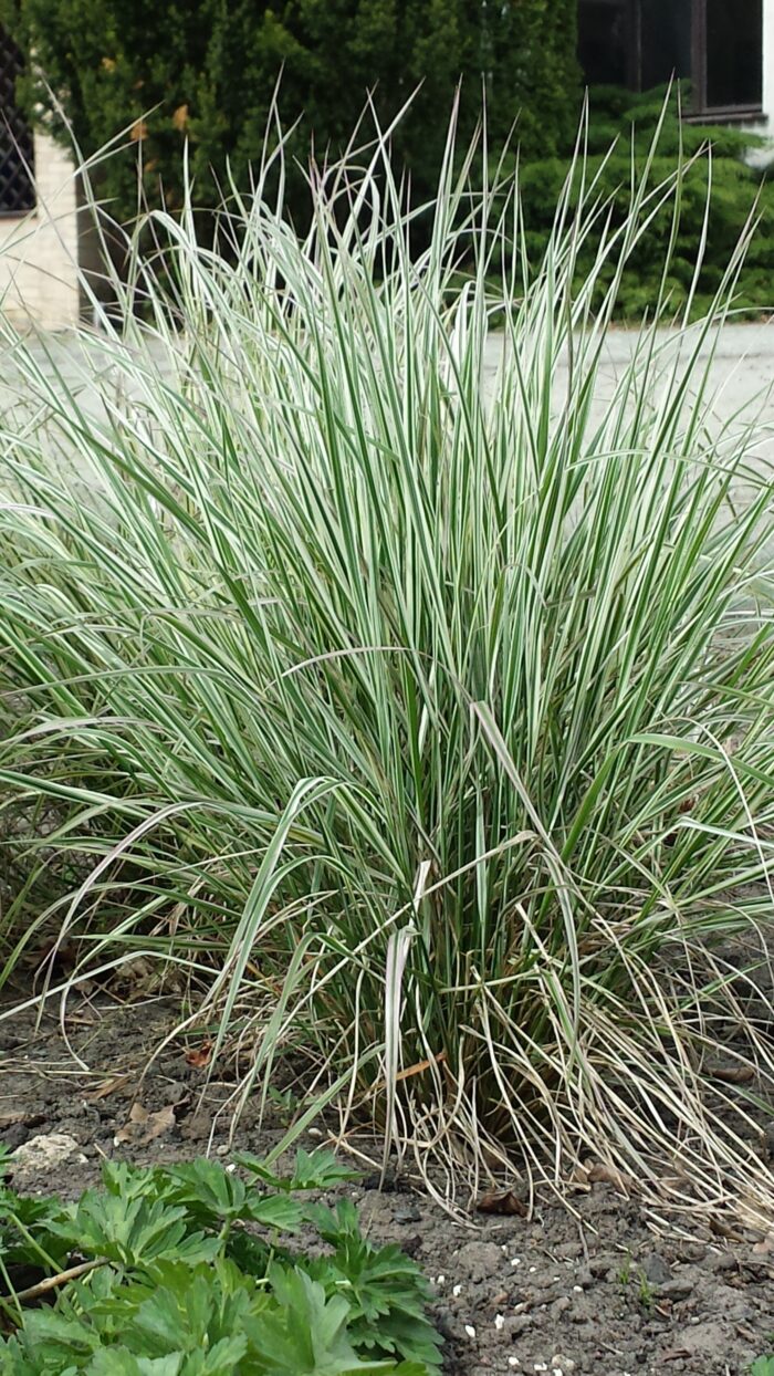 Trzcinnik ostrokwiatowy 'Overdam' - Calamagrostis ×acutiflora 'Overdam' - obrazek 2