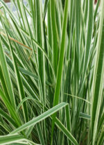 Trzcinnik ostrokwiatowy 'Overdam' - Calamagrostis ×acutiflora 'Overdam' - obrazek 3