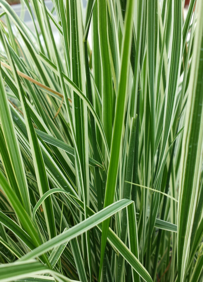 Trzcinnik ostrokwiatowy 'Overdam' - Calamagrostis ×acutiflora 'Overdam' - obrazek 3