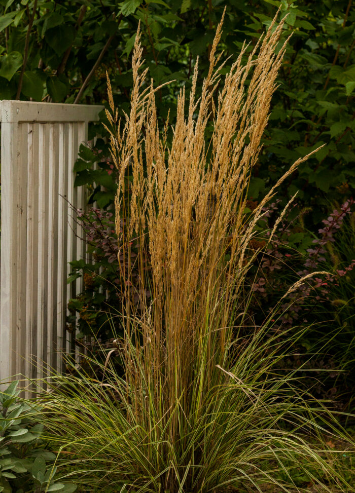 Trzcinnik ostrokwiatowy 'Overdam' - Calamagrostis ×acutiflora 'Overdam' - obrazek 5