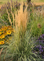Trzcinnik ostrokwiatowy 'Overdam' - Calamagrostis ×acutiflora 'Overdam' - obrazek 4