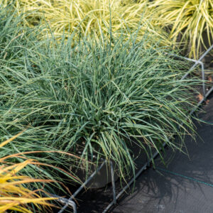 Turzyca prosowata 'Pamira' - Carex panicea 'Pamira'