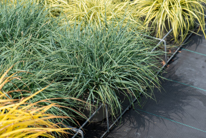 Turzyca prosowata 'Pamira' - Carex panicea 'Pamira' - Image 1