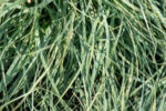 Turzyca prosowata 'Pamira' - Carex panicea 'Pamira' - Image 2
