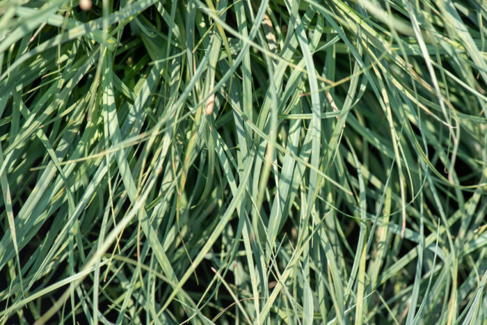 Turzyca prosowata 'Pamira' - Carex panicea 'Pamira' - Image 2