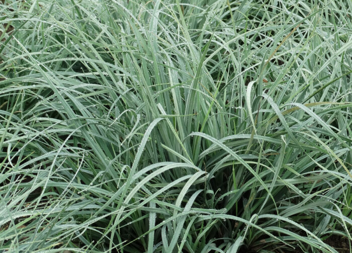 Turzyca prosowata 'Pamira' - Carex panicea 'Pamira' - Image 3