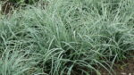Turzyca prosowata 'Pamira' - Carex panicea 'Pamira' - Image 4