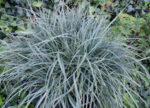 Turzyca prosowata 'Pamira' - Carex panicea 'Pamira' - Image 5