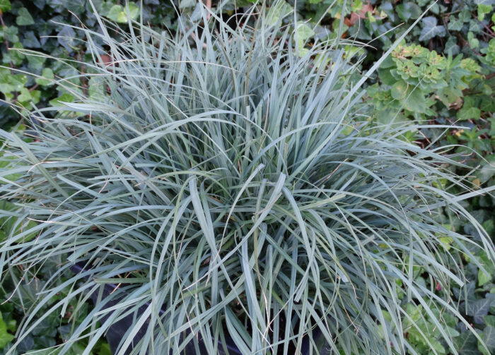 Turzyca prosowata 'Pamira' - Carex panicea 'Pamira' - Image 5