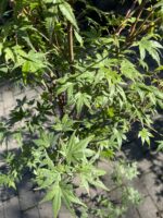 Klon palmowy 'Phoenix' - Acer palmatum 'Phoenix'