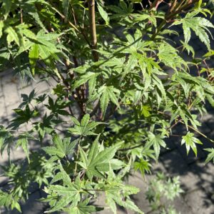 Klon palmowy 'Phoenix' - Acer palmatum 'Phoenix'