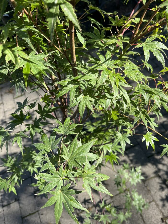 Klon palmowy 'Phoenix' - Acer palmatum 'Phoenix' - Image 1