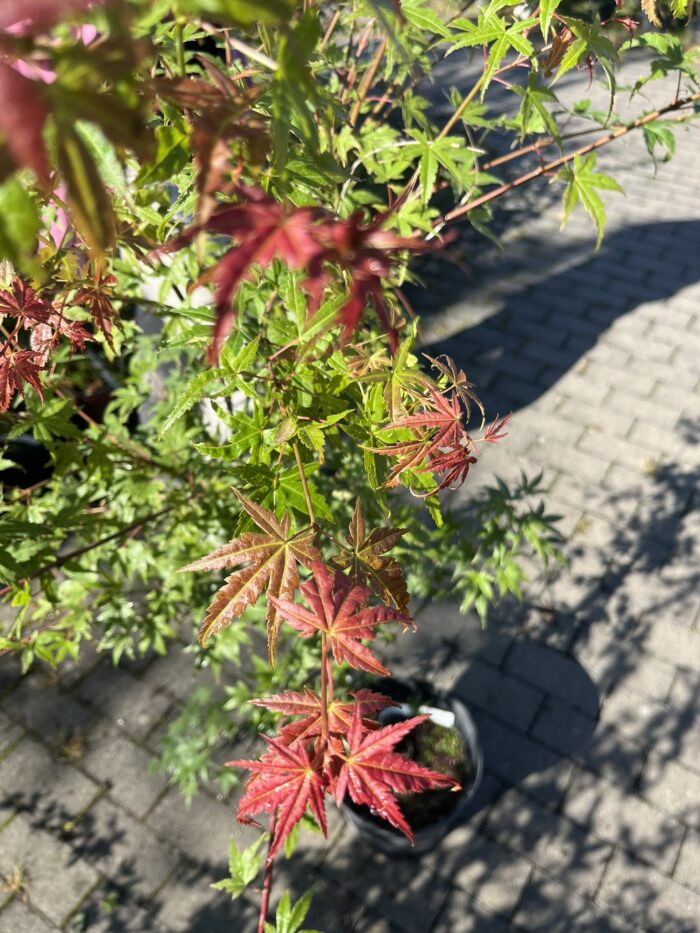 Klon palmowy 'Phoenix' - Acer palmatum 'Phoenix' - Image 2