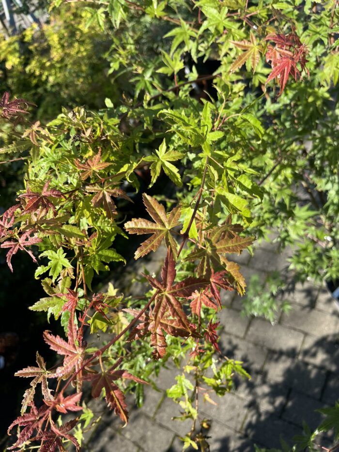 Klon palmowy 'Phoenix' - Acer palmatum 'Phoenix' - Image 3