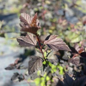 Pęcherznica czerwonolistna - Physocarpus purpurea