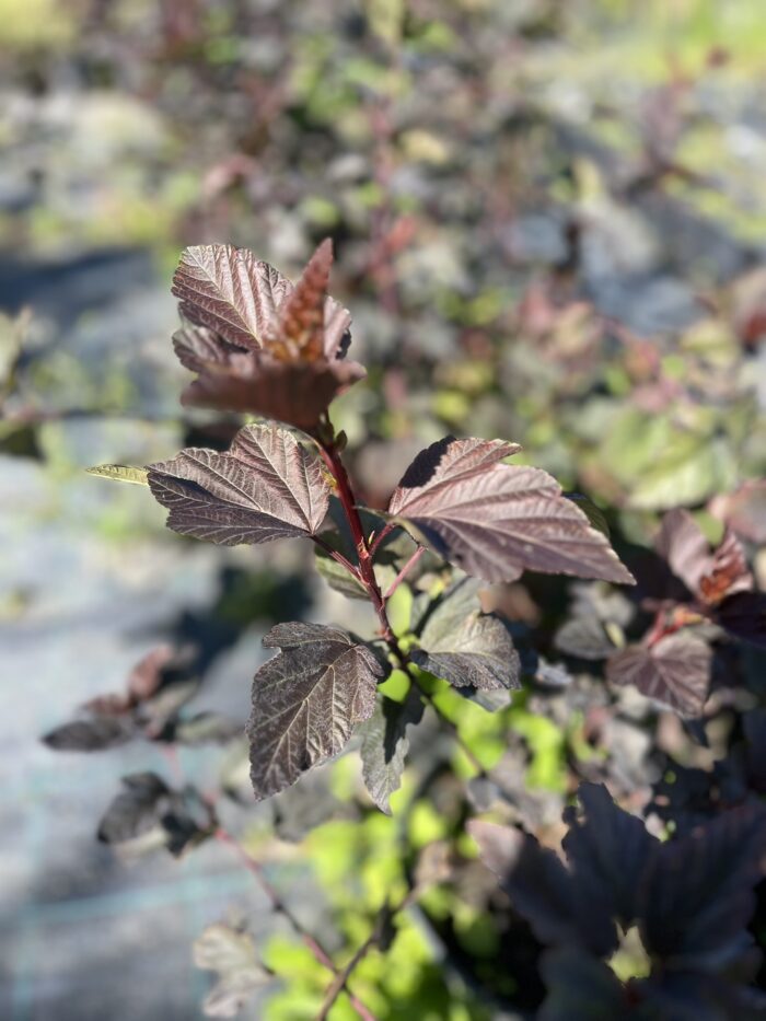 Pęcherznica czerwonolistna - Physocarpus purpurea - obrazek 1