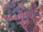Berberys Thunberga Pink Perfection - Berberis thunbergii 'Pink Perfection' - Image 2