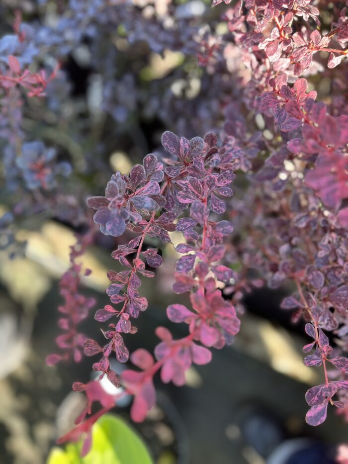 Berberys Thunberga Pink Perfection - Berberis thunbergii 'Pink Perfection' - Image 3