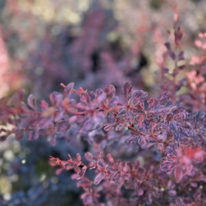 Berberys Thunberga Pink Perfection - Berberis thunbergii 'Pink Perfection'