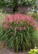 Miskant chinski 'Polonus' - Miscanthus sinensis 'Polonus'