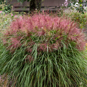 Miskant chinski 'Polonus' - Miscanthus sinensis 'Polonus'