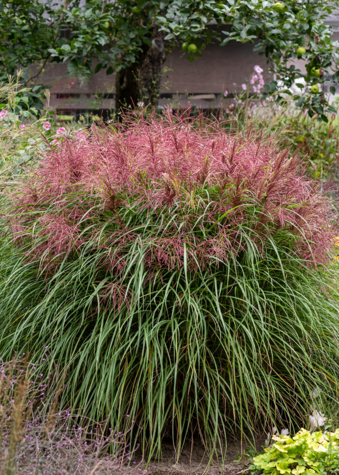 Miskant chinski 'Polonus' - Miscanthus sinensis 'Polonus' - Image 1