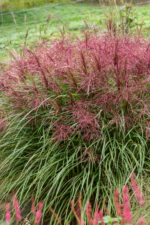 Miskant chinski 'Polonus' - Miscanthus sinensis 'Polonus' - Image 2