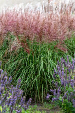 Miskant chinski 'Polonus' - Miscanthus sinensis 'Polonus' - Image 3