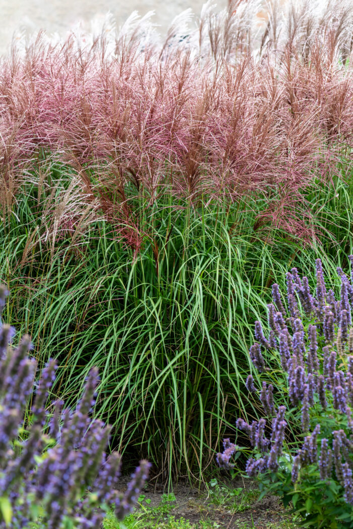Miskant chinski 'Polonus' - Miscanthus sinensis 'Polonus' - Image 3