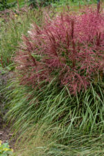 Miskant chinski 'Polonus' - Miscanthus sinensis 'Polonus' - Image 4