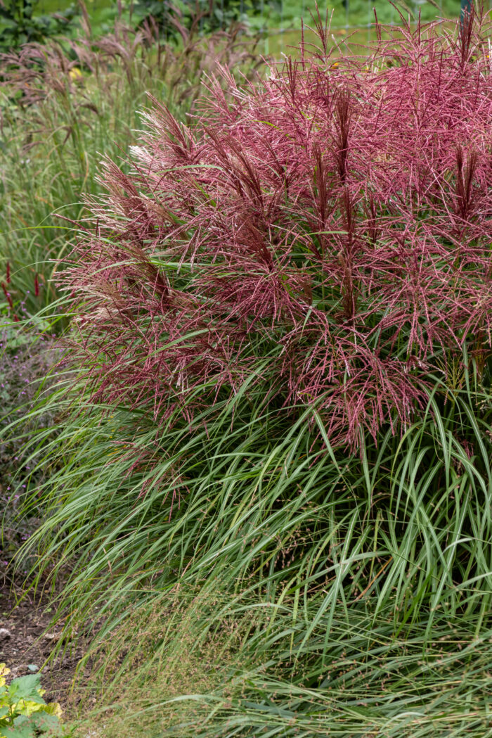 Miskant chinski 'Polonus' - Miscanthus sinensis 'Polonus' - Image 4