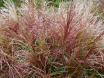 Miskant chinski 'Polonus' - Miscanthus sinensis 'Polonus' - Image 5