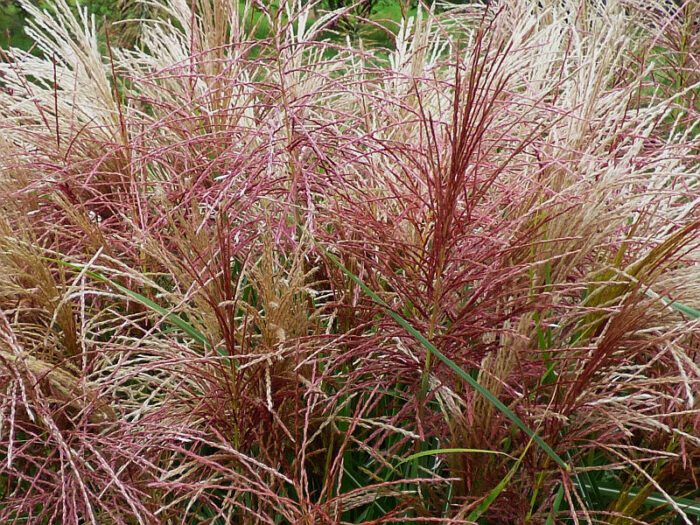 Miskant chinski 'Polonus' - Miscanthus sinensis 'Polonus' - Image 5